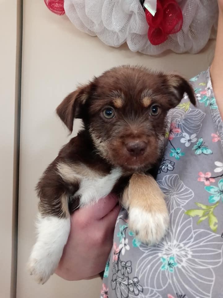 Enlarge Terrier Mix Litter, a Adopted mixed breed in Ridgeland, SC image 3/6