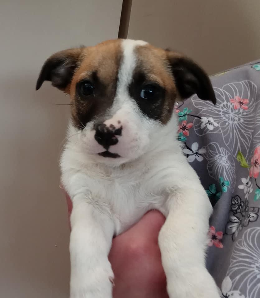 Enlarge Terrier Mix Litter, a Adopted mixed breed in Ridgeland, SC image 4/6