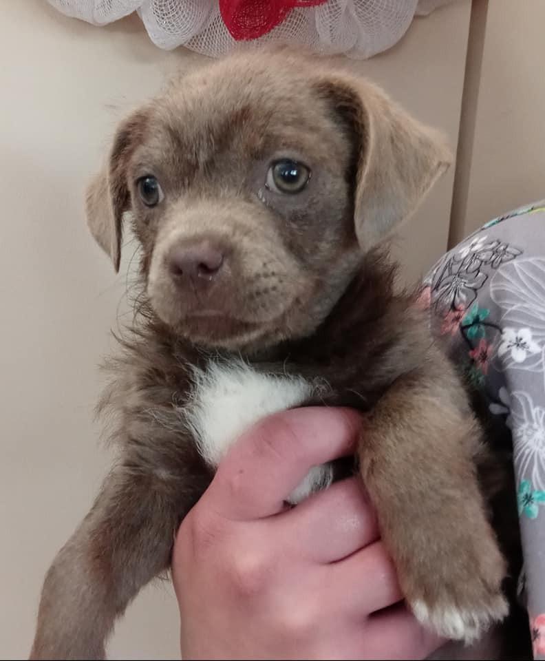 Enlarge Terrier Mix Litter, a Adopted mixed breed in Ridgeland, SC image 5/6