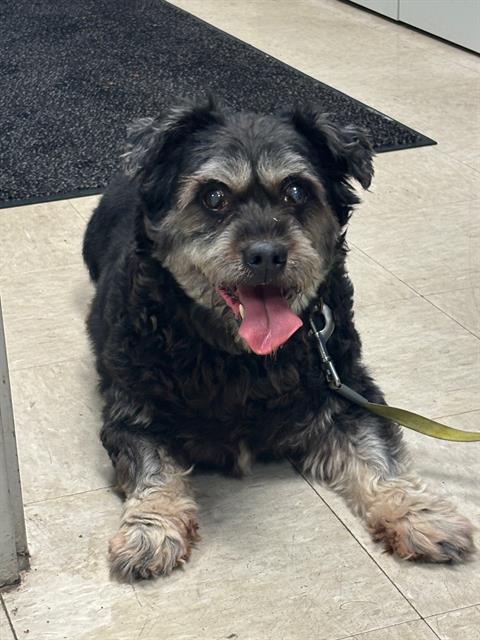 BENJAMIN, Adoptable, Adult Male Schnauzer & Poodle.