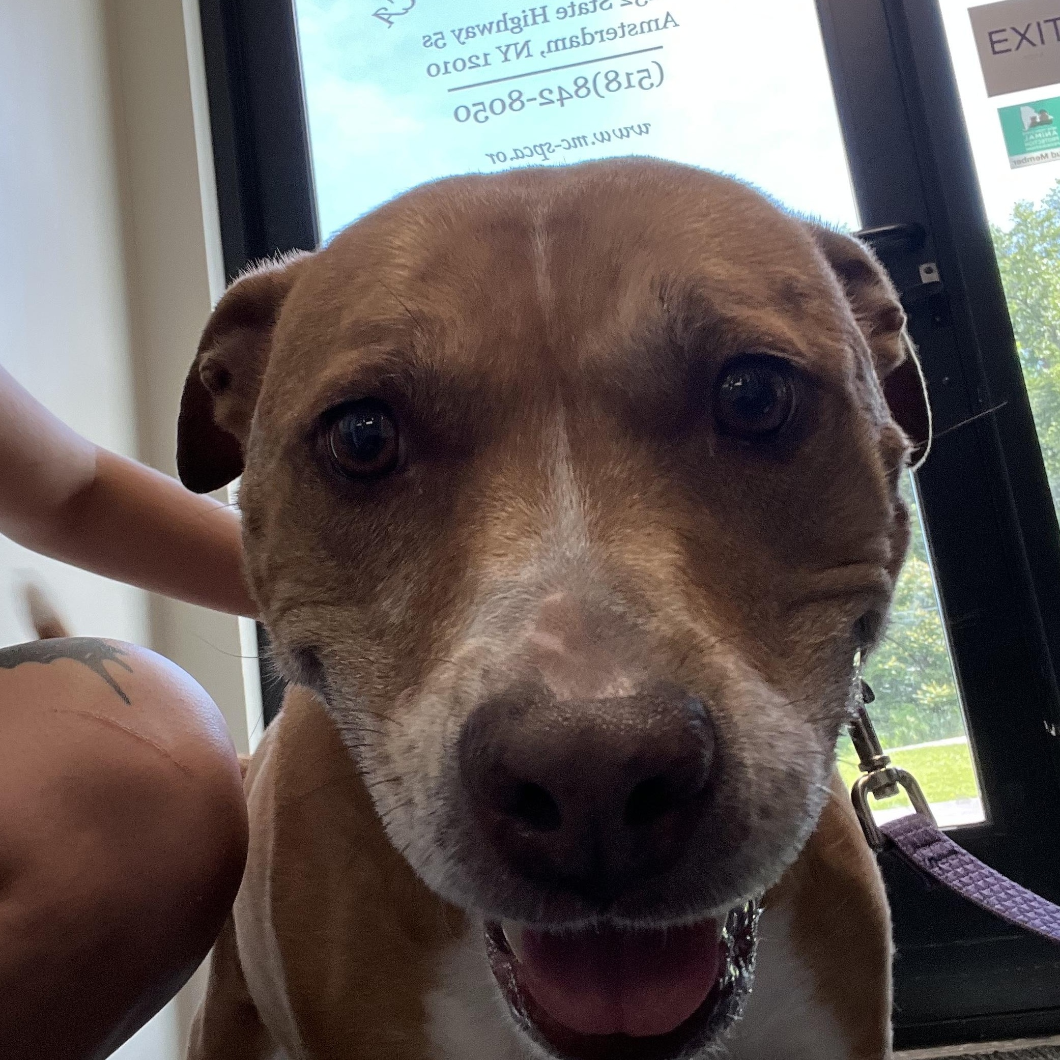 Enlarge Lucy, a Adoptable mixed breed in Amsterdam, NY image 3/3