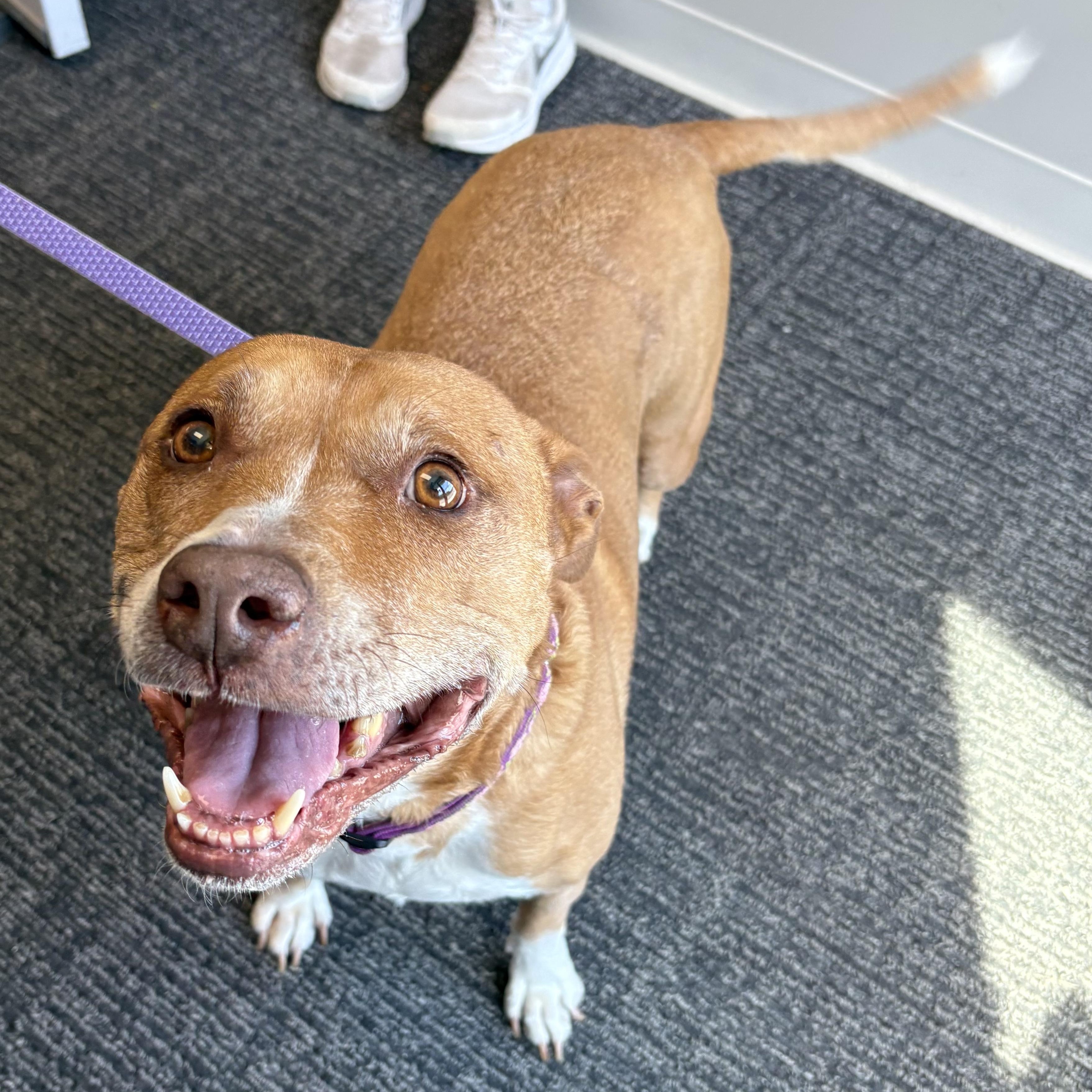 Enlarge Lucy, a Adoptable mixed breed in Amsterdam, NY image 2/3