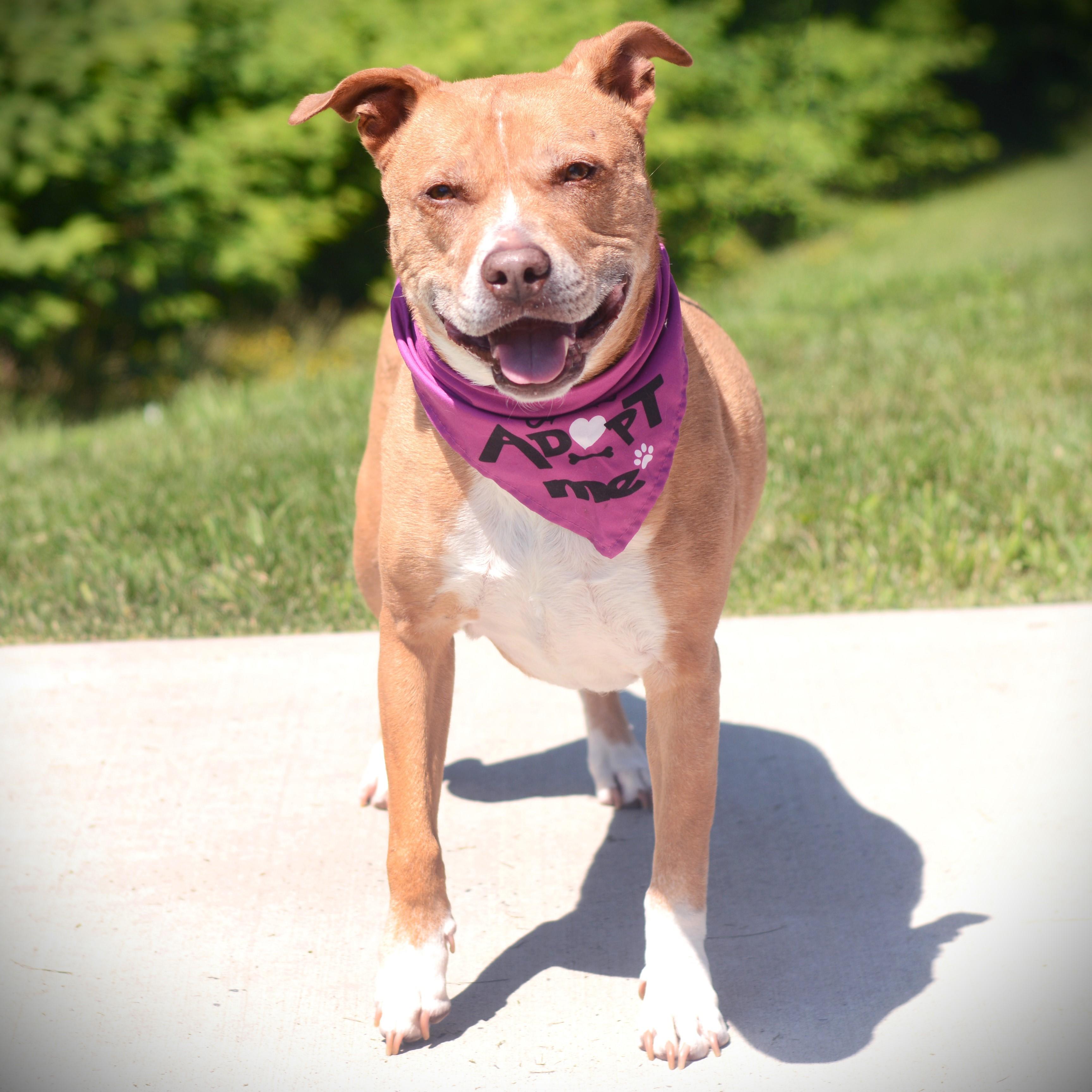 Lucy, a Adoptable mixed breed in Amsterdam, NY image 6/6