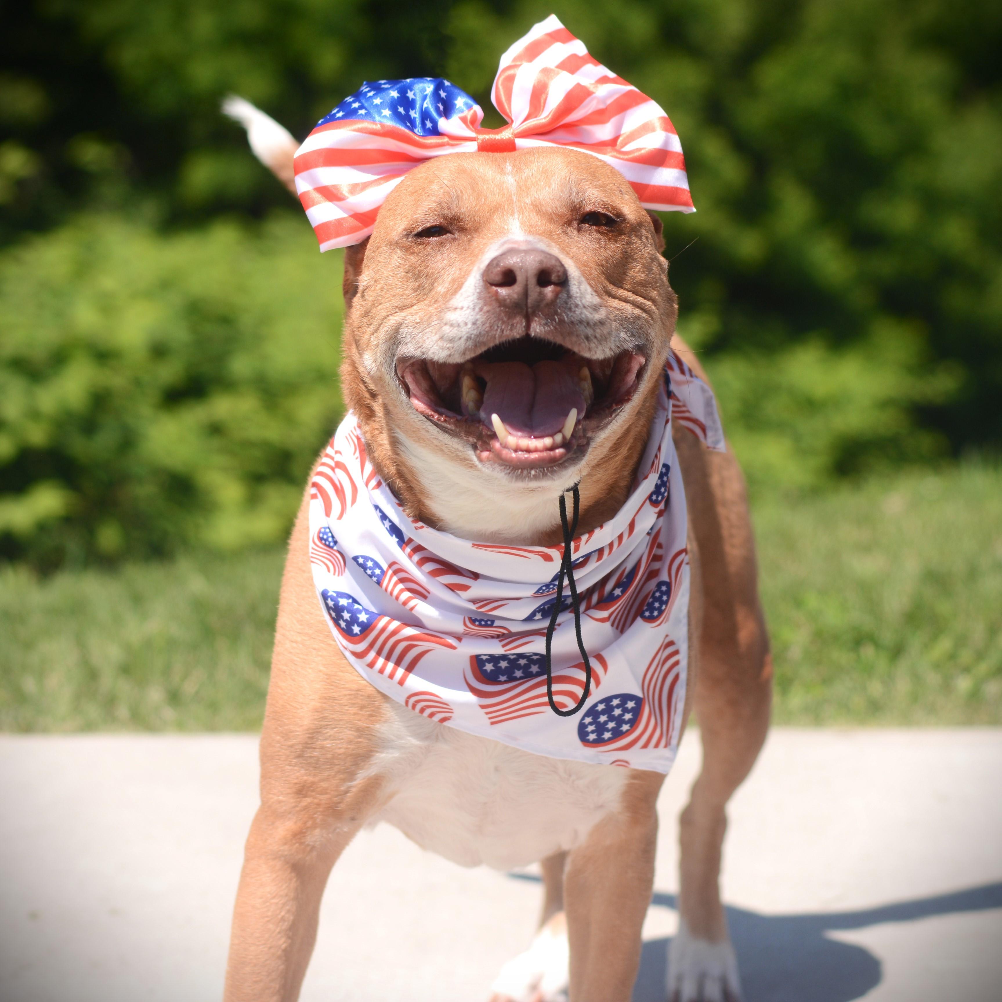 Lucy, Adoptable, Senior Female Terrier.