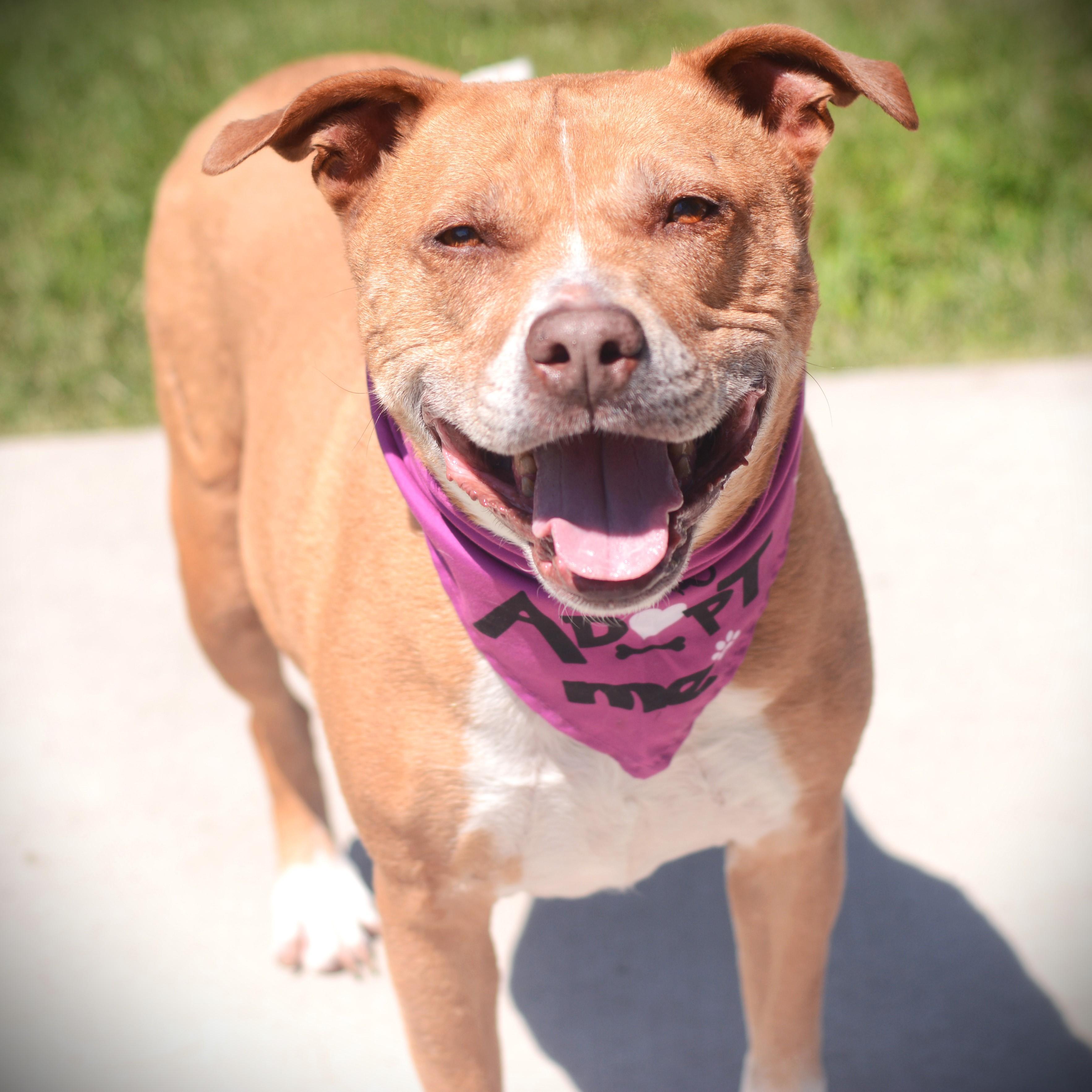 Lucy, a Adoptable mixed breed in Amsterdam, NY image 5/6