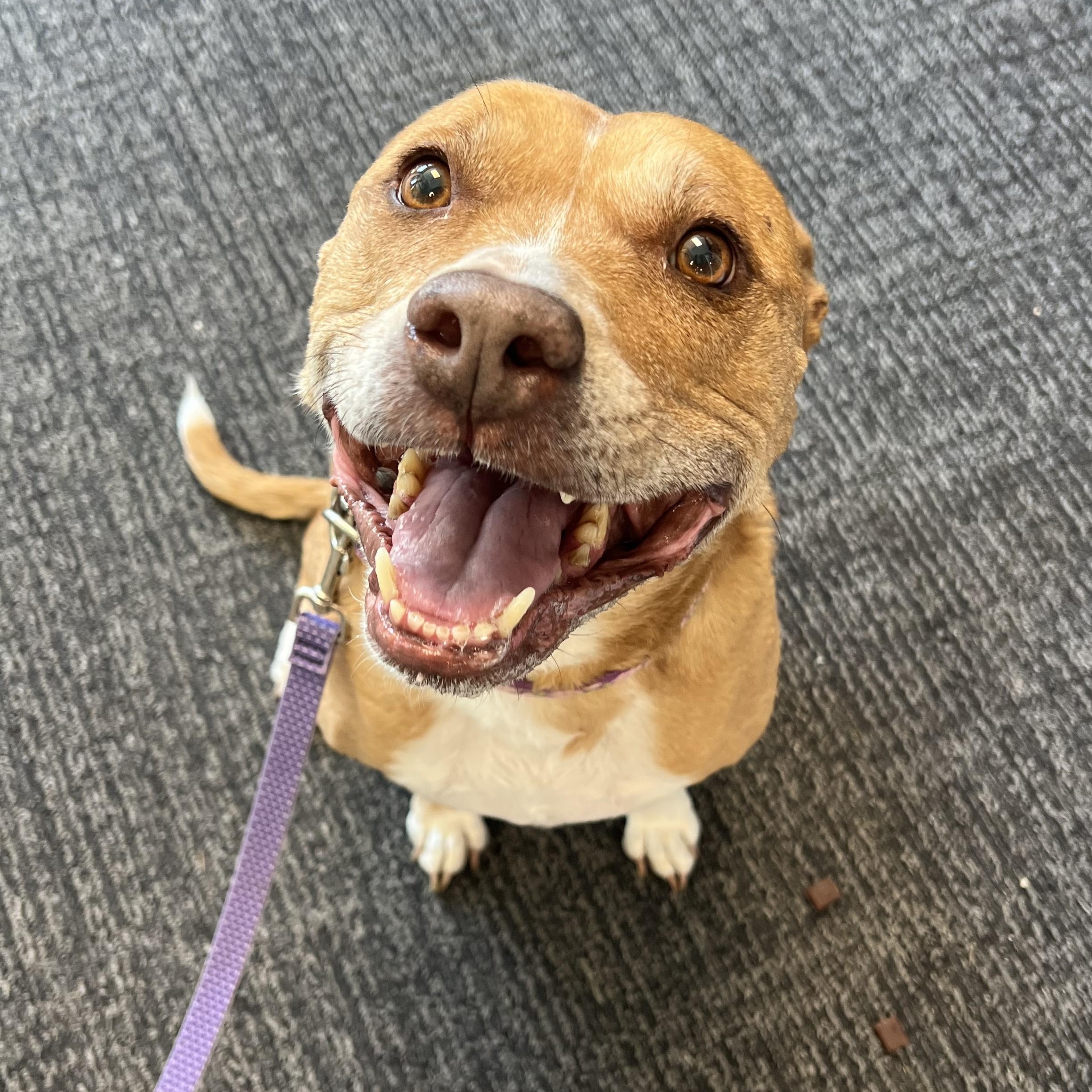 Lucy, Adoptable, Senior Female Terrier.