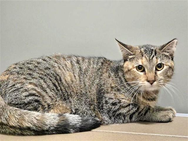 Enlarge TRICK, a Adoptable Domestic Short Hair in Saint Louis, MO image 1/1