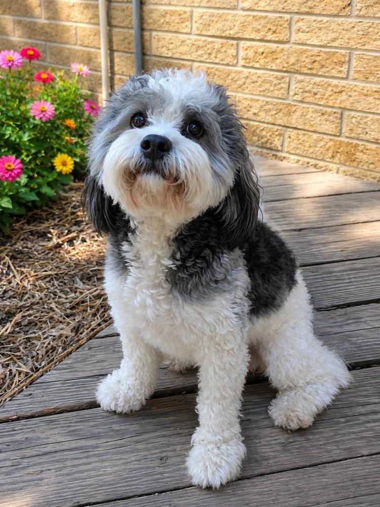Milo, a Adoptable mixed breed in Oakland, MI image 2/2