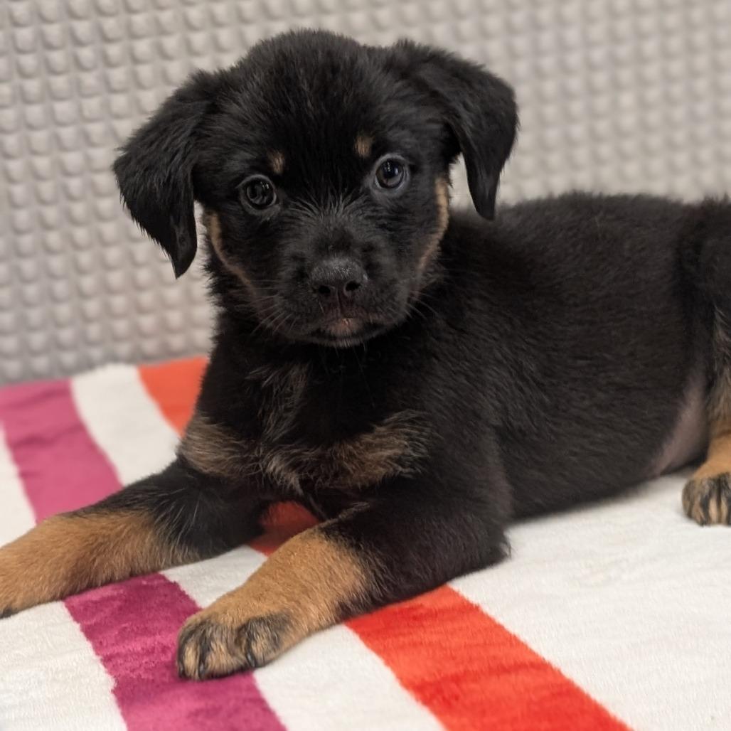 Razzledazzle, Adoptable, Puppy Female Mixed Breed & Mixed Breed.