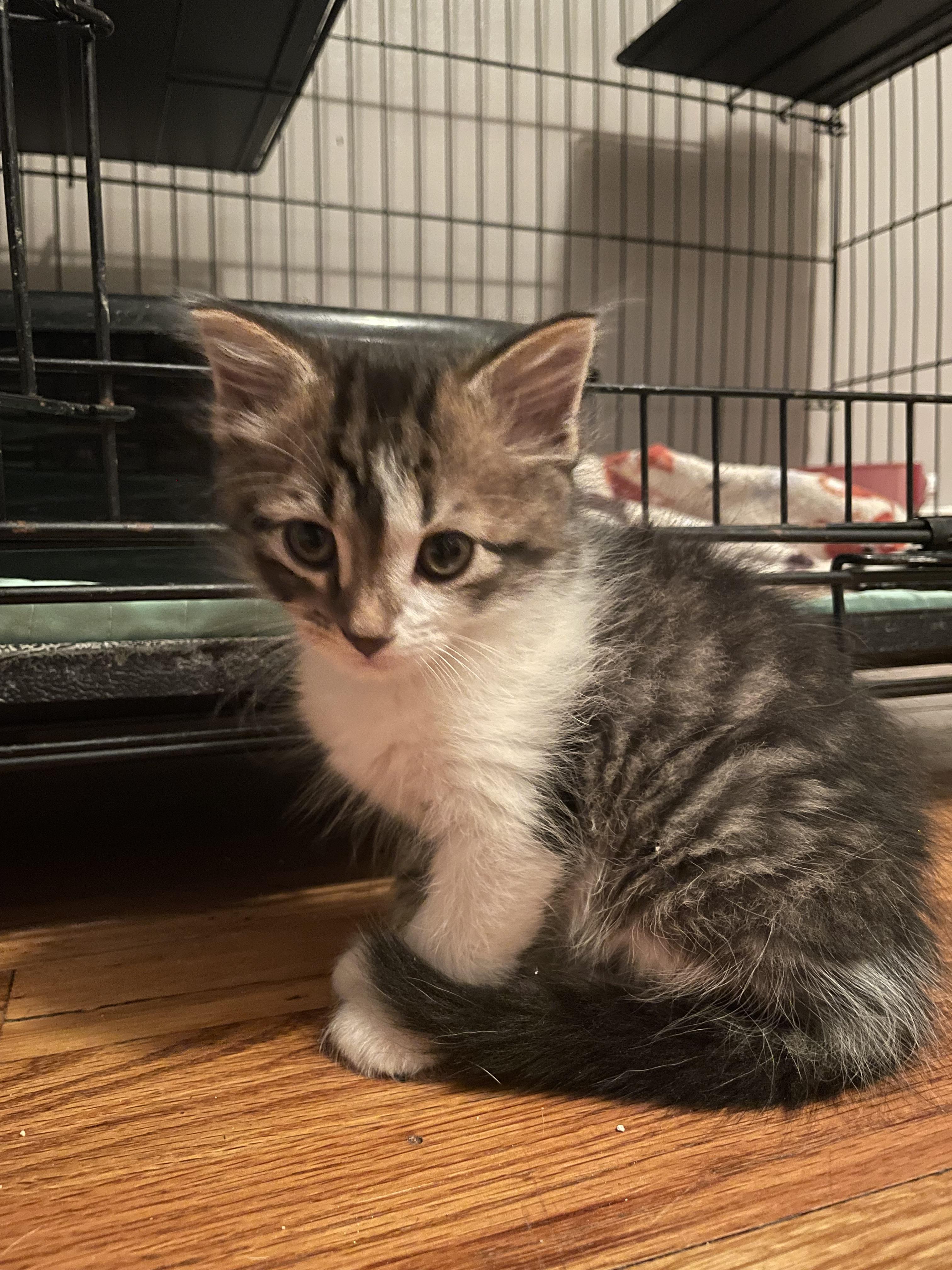 Enlarge Beanhead, a Adoptable mixed breed in Knoxville, TN image 1/4