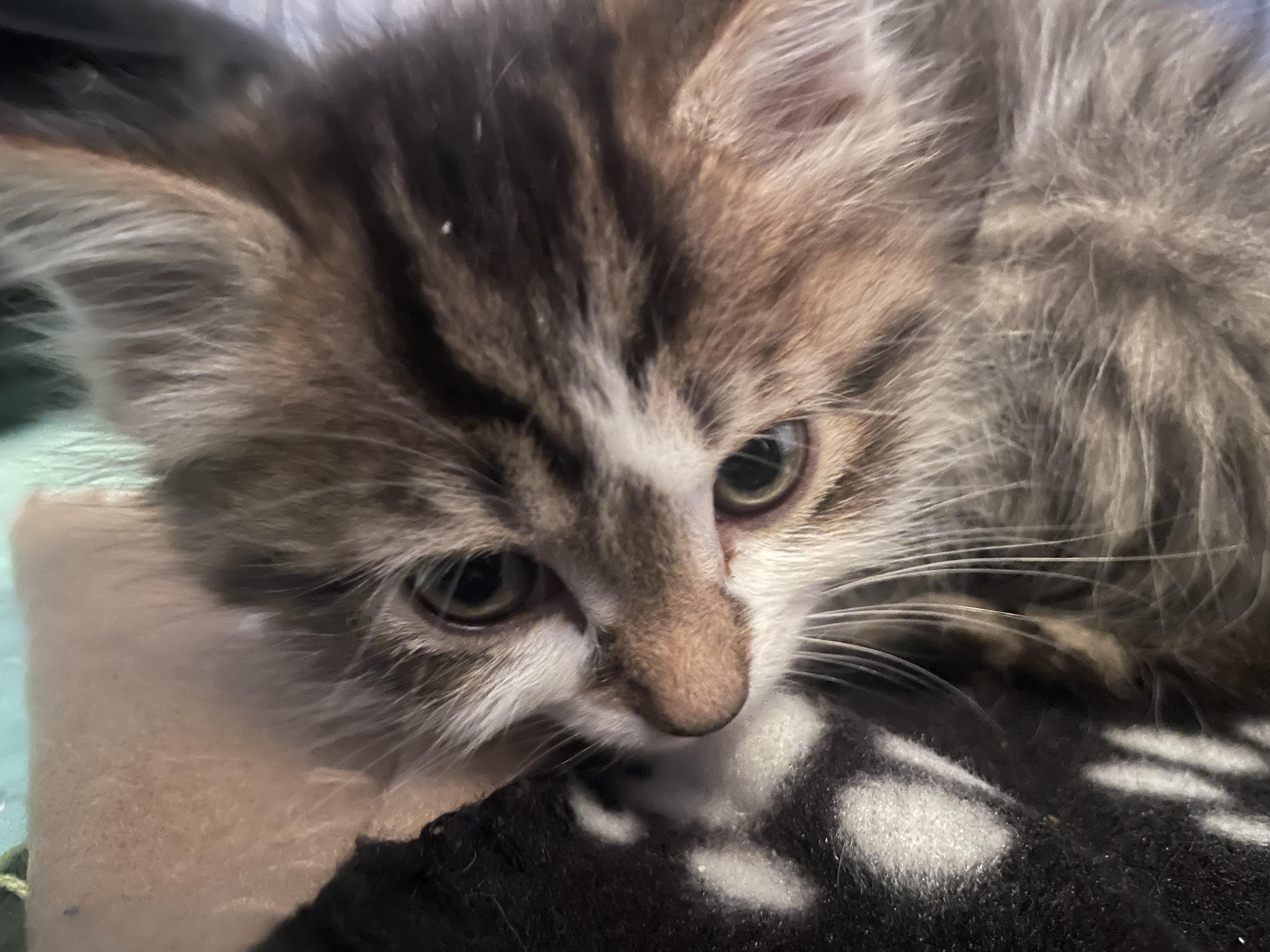 Enlarge Beanhead, a Adoptable mixed breed in Knoxville, TN image 3/4