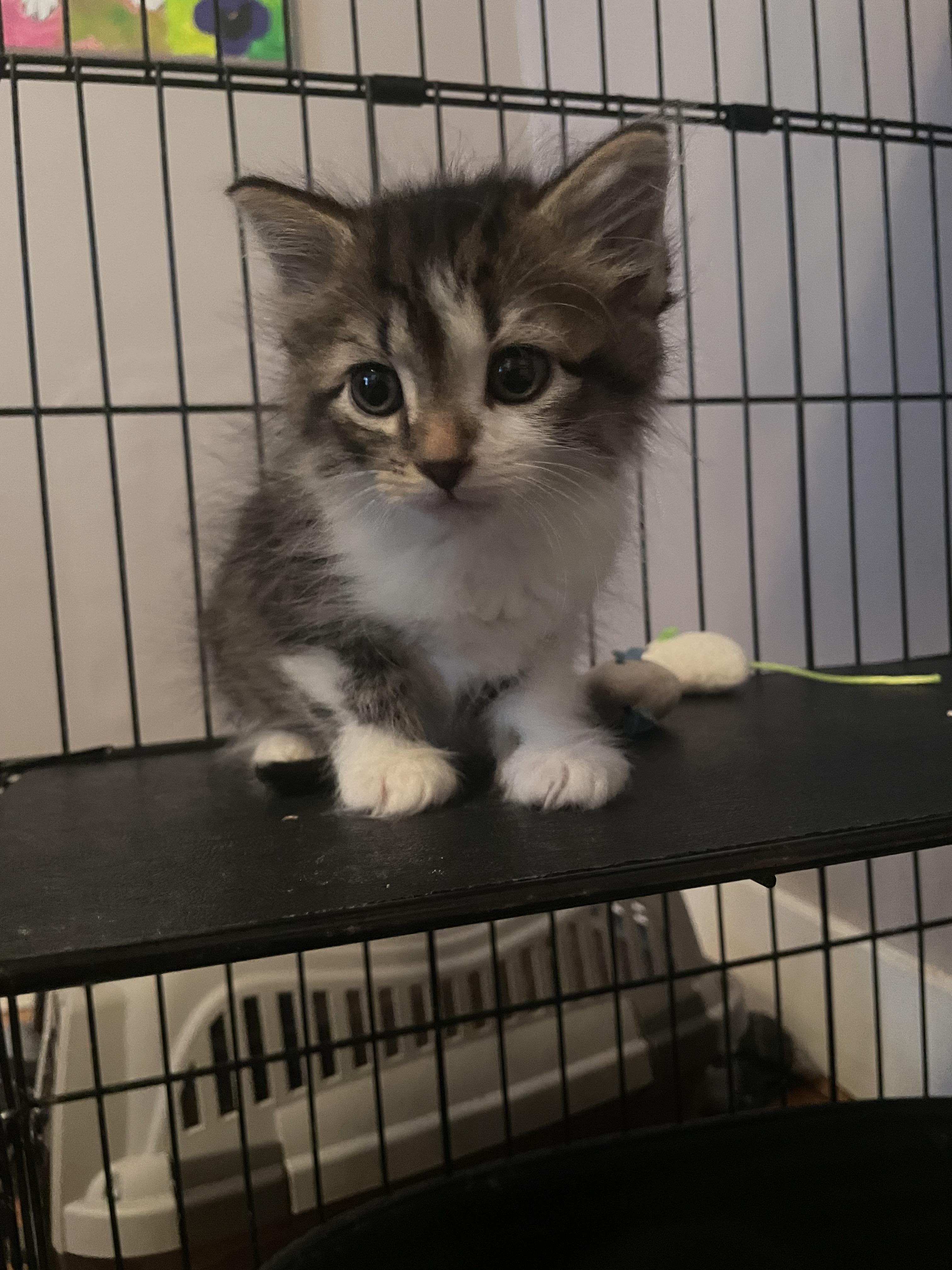 Enlarge Beanhead, a Adoptable mixed breed in Knoxville, TN image 4/4