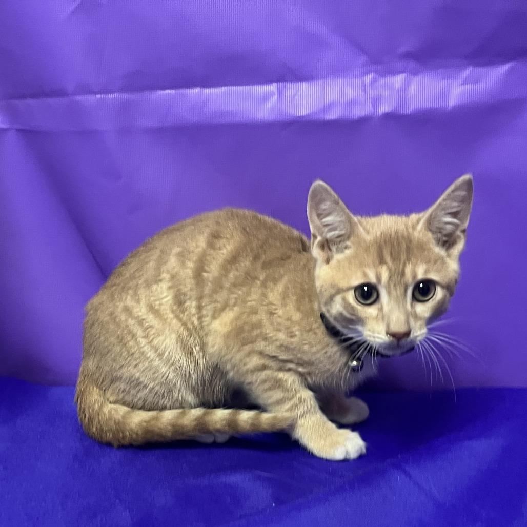 Smedly, Adoptable, Kitten Male Domestic Short Hair.