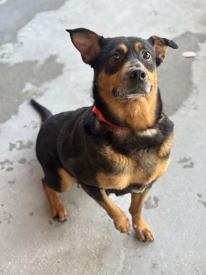Roxie (156025)