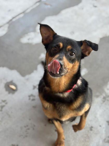 Roxie (156025)