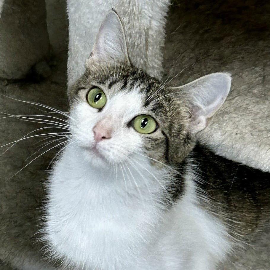 Hazel, Adoptable, Young Female Domestic Short Hair.