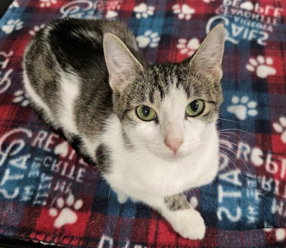 Hazel, a Adoptable Domestic Short Hair in Norwood, OH image 2/3