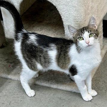 Hazel, a Adoptable Domestic Short Hair in Norwood, OH image 3/3