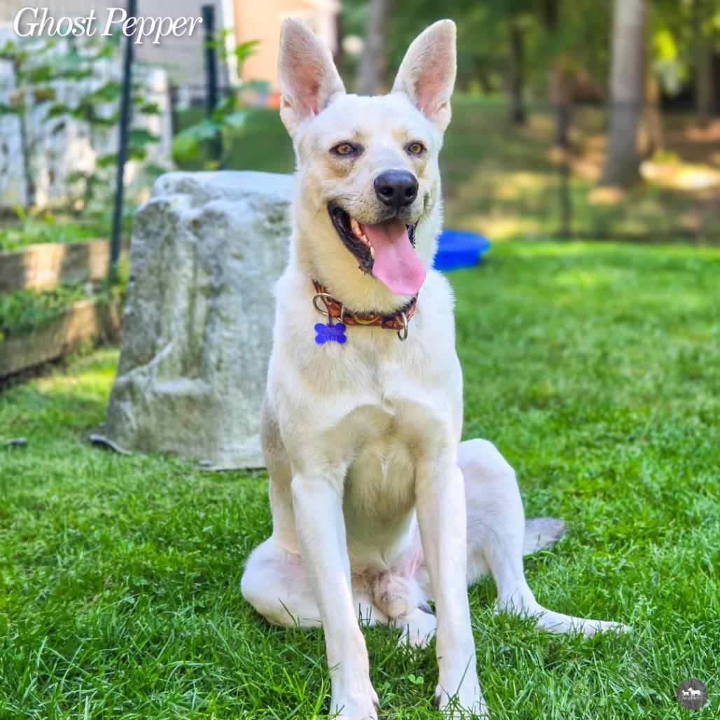 Ghost Pepper, Adoptable, Adult Male German Shepherd Dog & Husky.