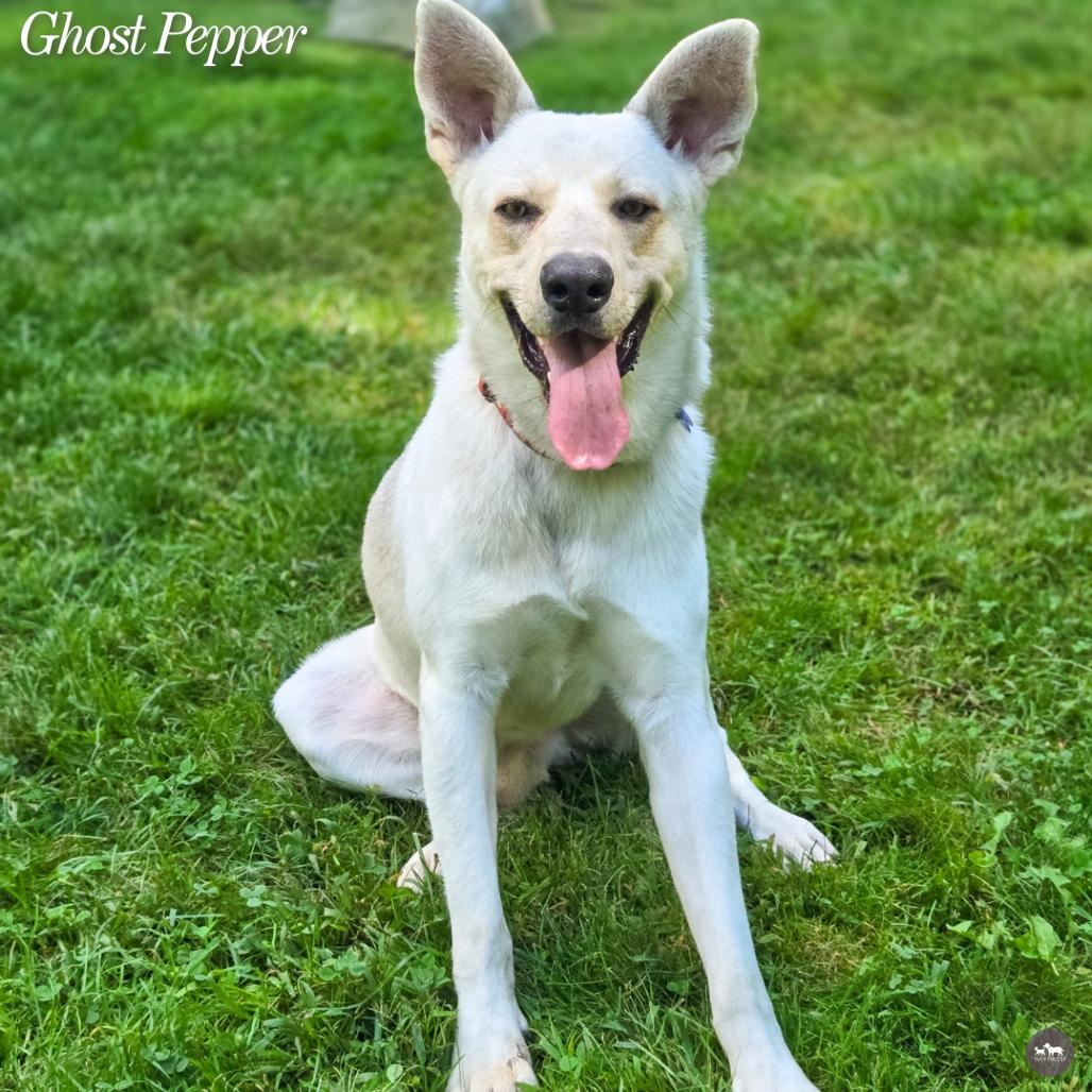 Enlarge Ghost Pepper, a Adoptable mixed breed in Hopkinton, MA image 2/5