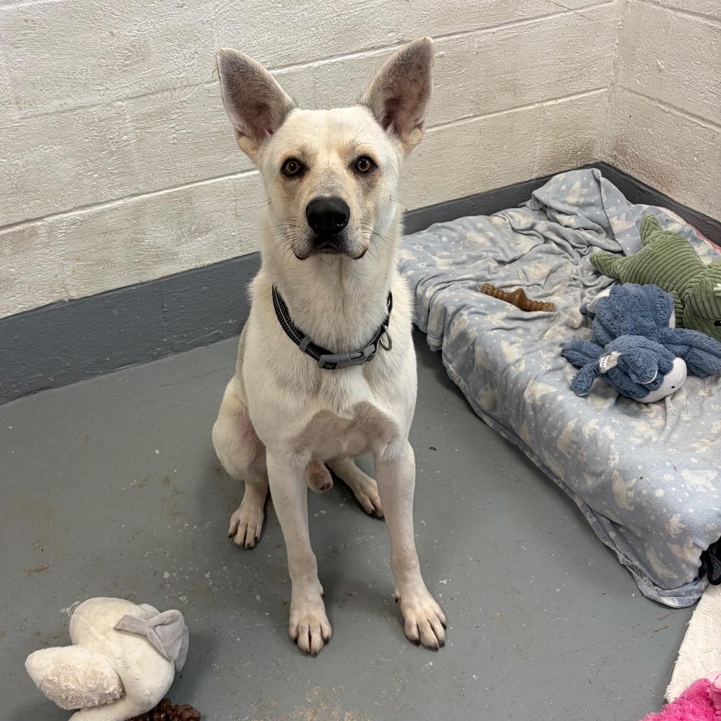 Enlarge Ghost Pepper, a Adoptable mixed breed in Hopkinton, MA image 3/5
