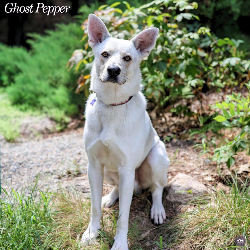 Enlarge Ghost Pepper, a Adoptable mixed breed in Hopkinton, MA image 5/5