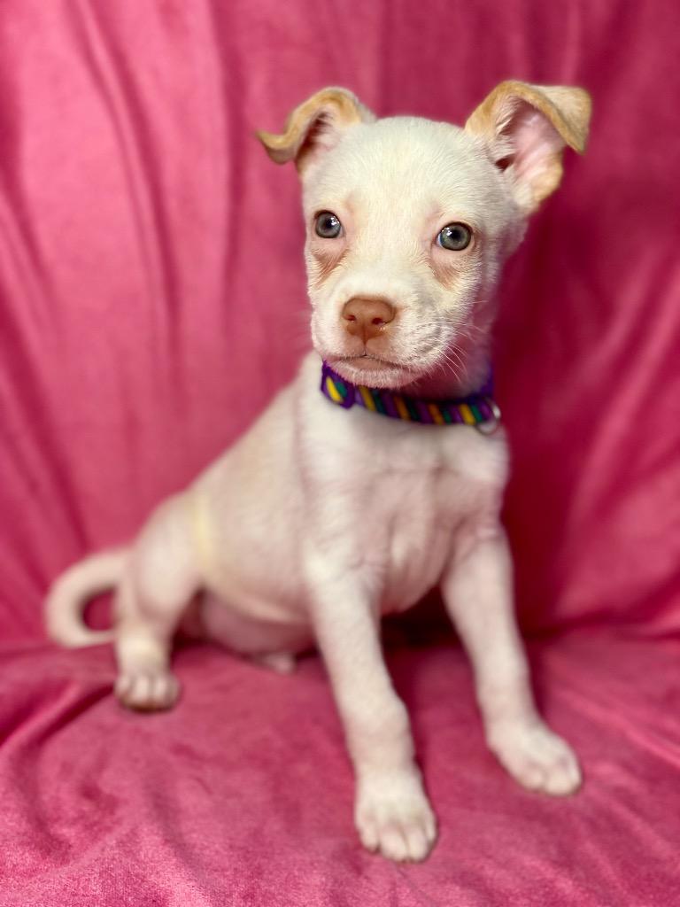 Enlarge Herbie, a Adoptable mixed breed in Urbandale, IA image 1/4