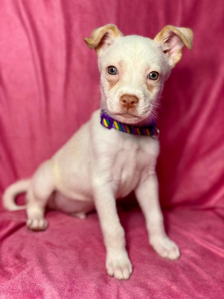 Enlarge Herbie, a Adoptable mixed breed in Urbandale, IA image 2/4