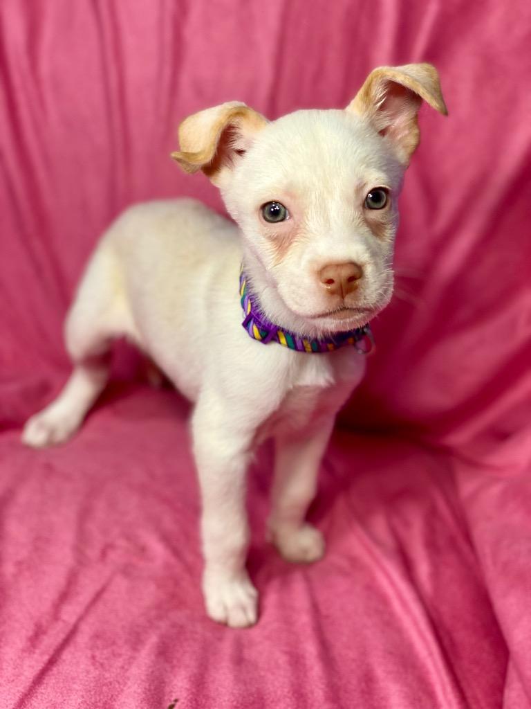 Enlarge Herbie, a Adoptable mixed breed in Urbandale, IA image 3/4