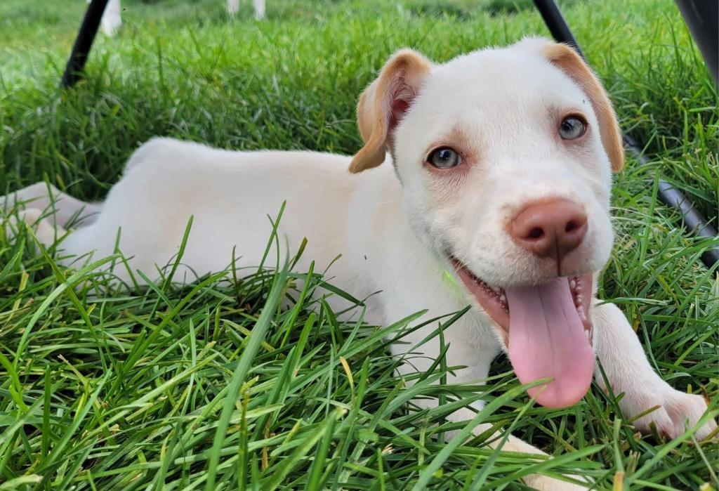 Enlarge Herbie, a Adoptable mixed breed in Urbandale, IA image 4/4