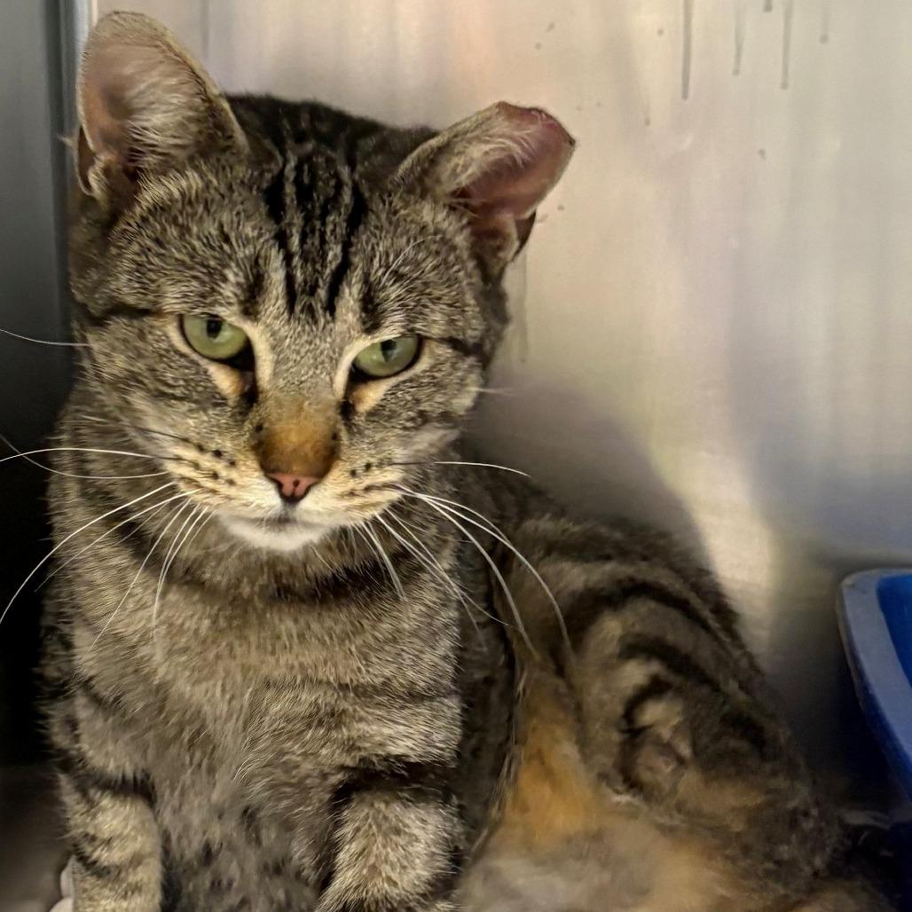 Wobble, Adoptable, Young Female Domestic Short Hair.