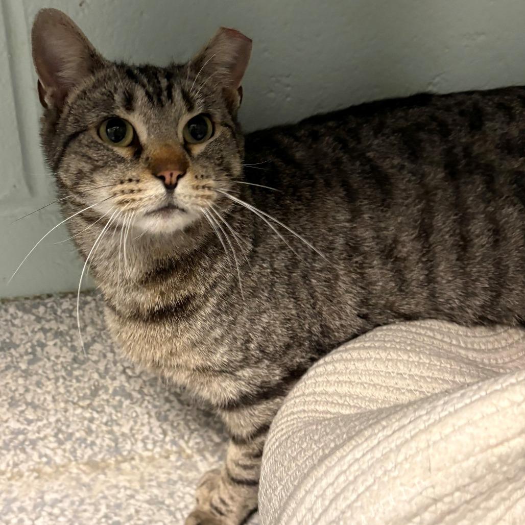 Enlarge Wobble, a Adoptable Domestic Short Hair in East Hanover, NJ image 3/3