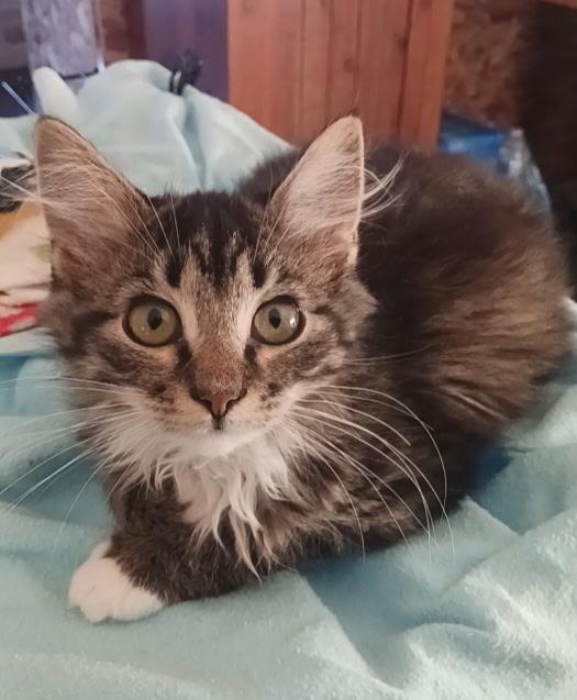 Enlarge Jinx, a ADOPTABLE Tabby in Pasco, WA image 2/2