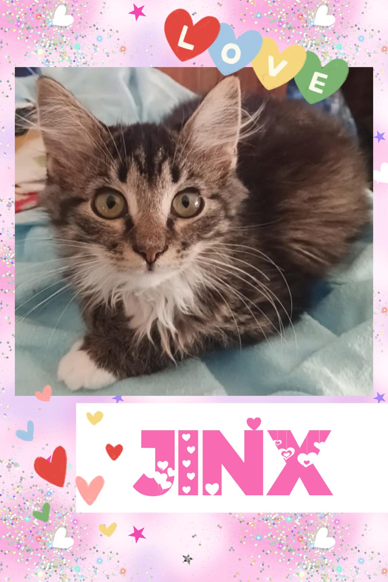 Enlarge Jinx, a ADOPTABLE Tabby in Pasco, WA image 1/2