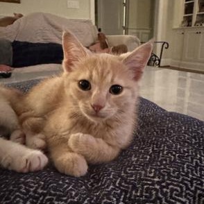 Gray, adopted, Kitten Male Domestic Short Hair.
