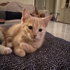Enlarge Gray, an adopted Domestic Short Hair in Richmond, VA image 2/4