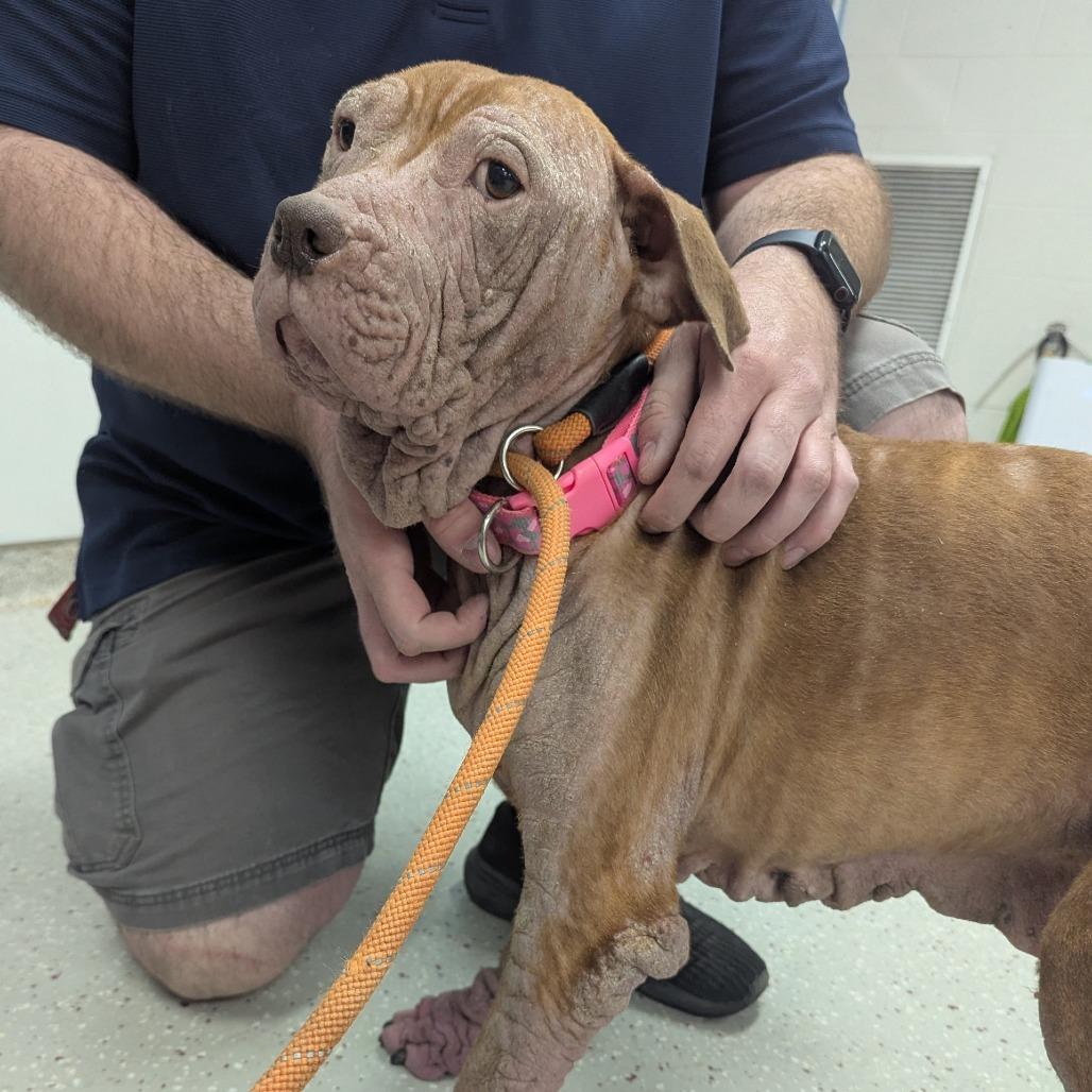 Ember, Adoptable, Adult Female Pit Bull Terrier.