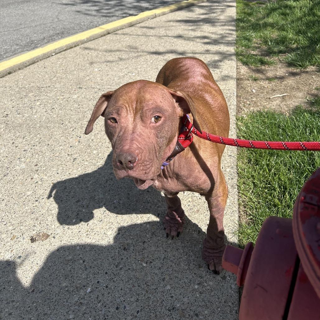 Enlarge Ember, a Adoptable Pit Bull Terrier in Indianapolis, IN image 2/6