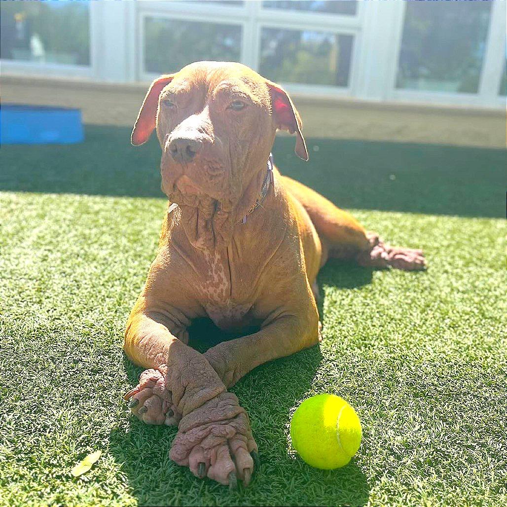 Enlarge Ember, a Adoptable Pit Bull Terrier in Indianapolis, IN image 3/6