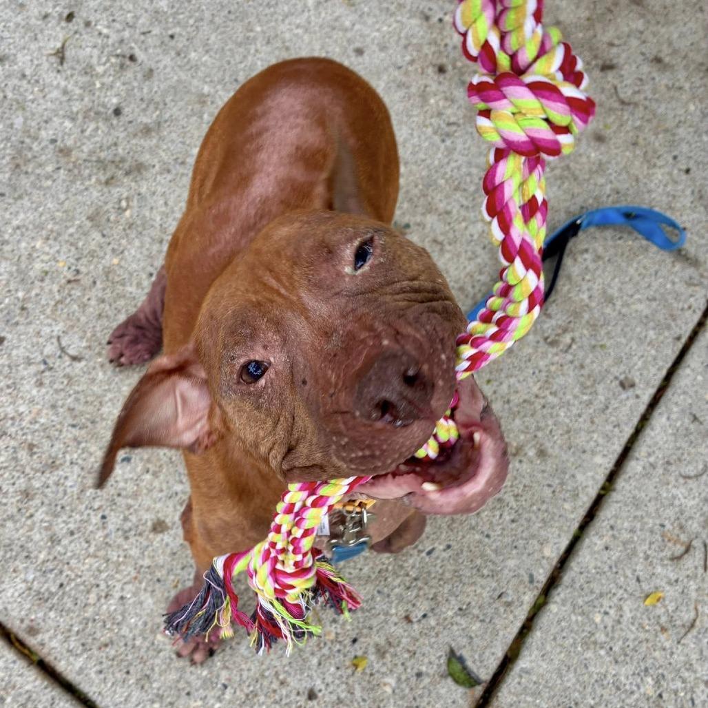 Enlarge Ember, a Adoptable Pit Bull Terrier in Indianapolis, IN image 5/6