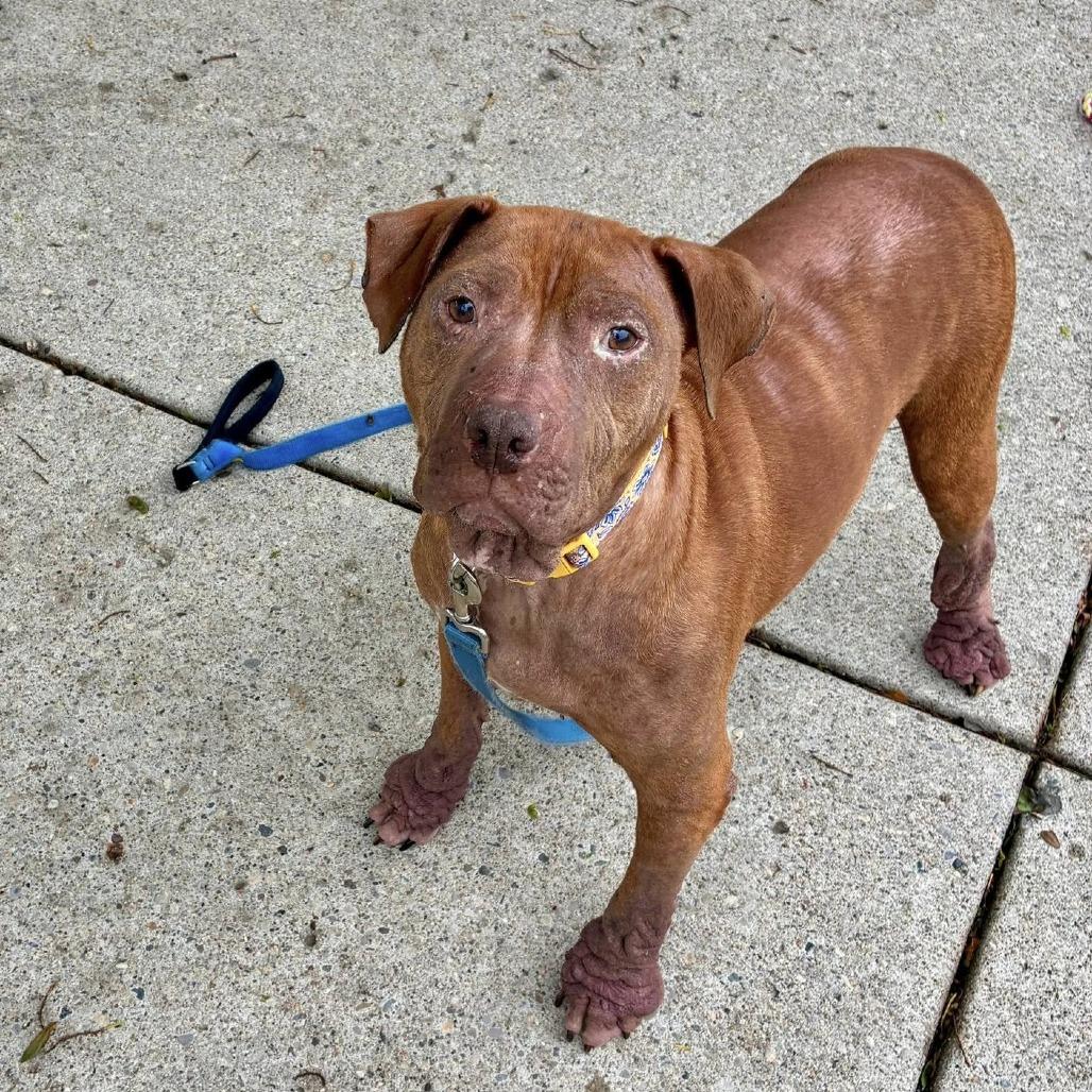Enlarge Ember, a Adoptable Pit Bull Terrier in Indianapolis, IN image 6/6