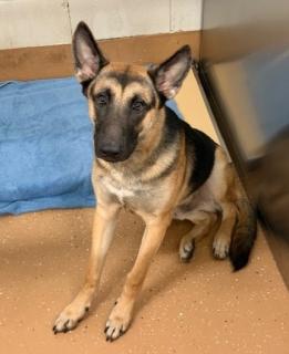 Enlarge King, a Adoptable German Shepherd Dog in Allen, TX image 1/1