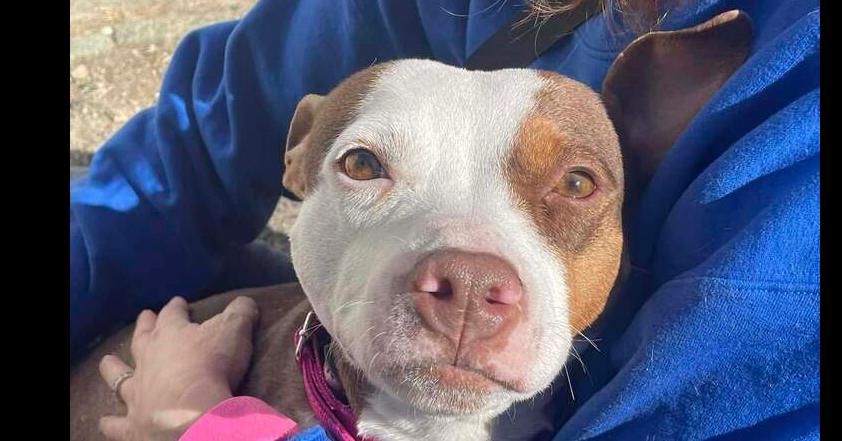 Enlarge Dallas, a Adoptable mixed breed in Brewster , NY image 1/3