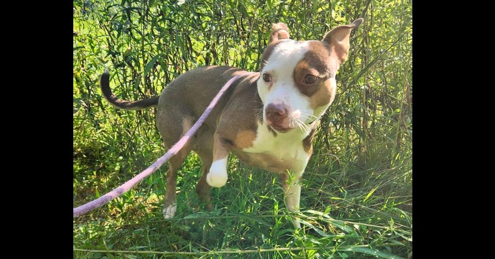 Dallas — thumbnail 3