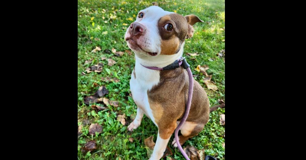 Dallas — thumbnail 4