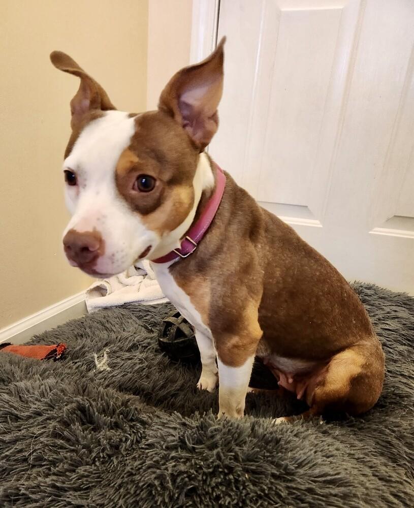 Enlarge Dallas, a Adoptable mixed breed in Brewster , NY image 2/3