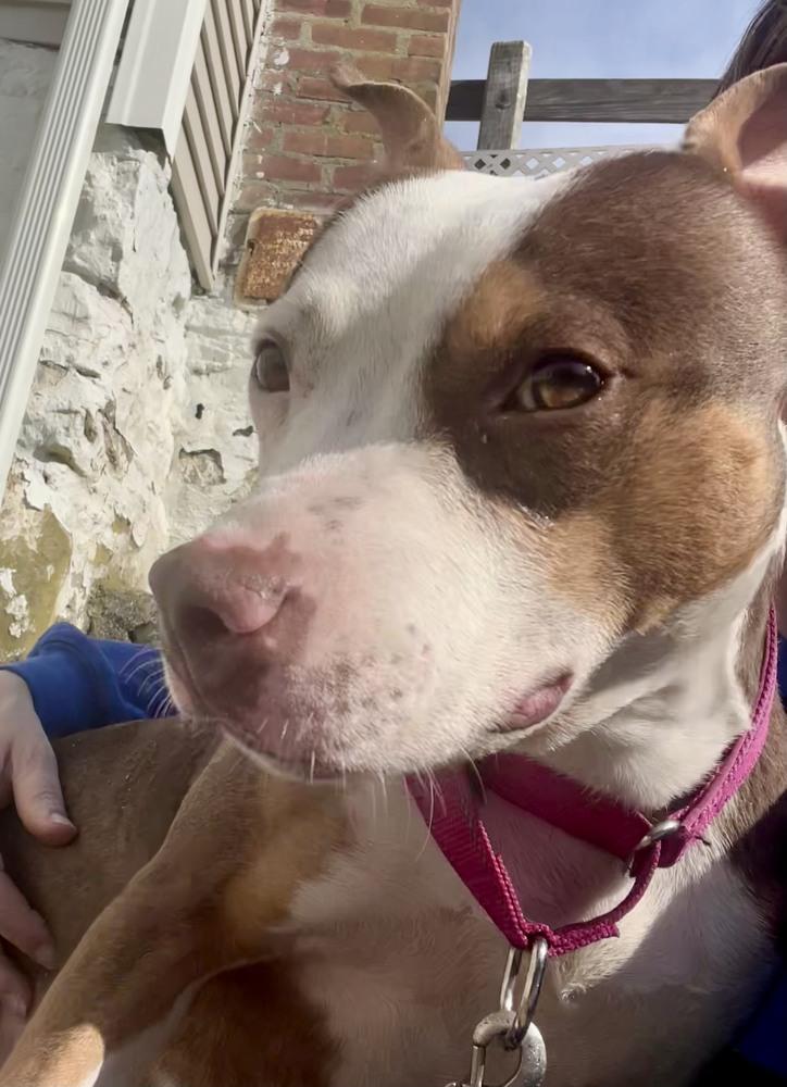 Enlarge Dallas, a Adoptable mixed breed in Brewster , NY image 3/3