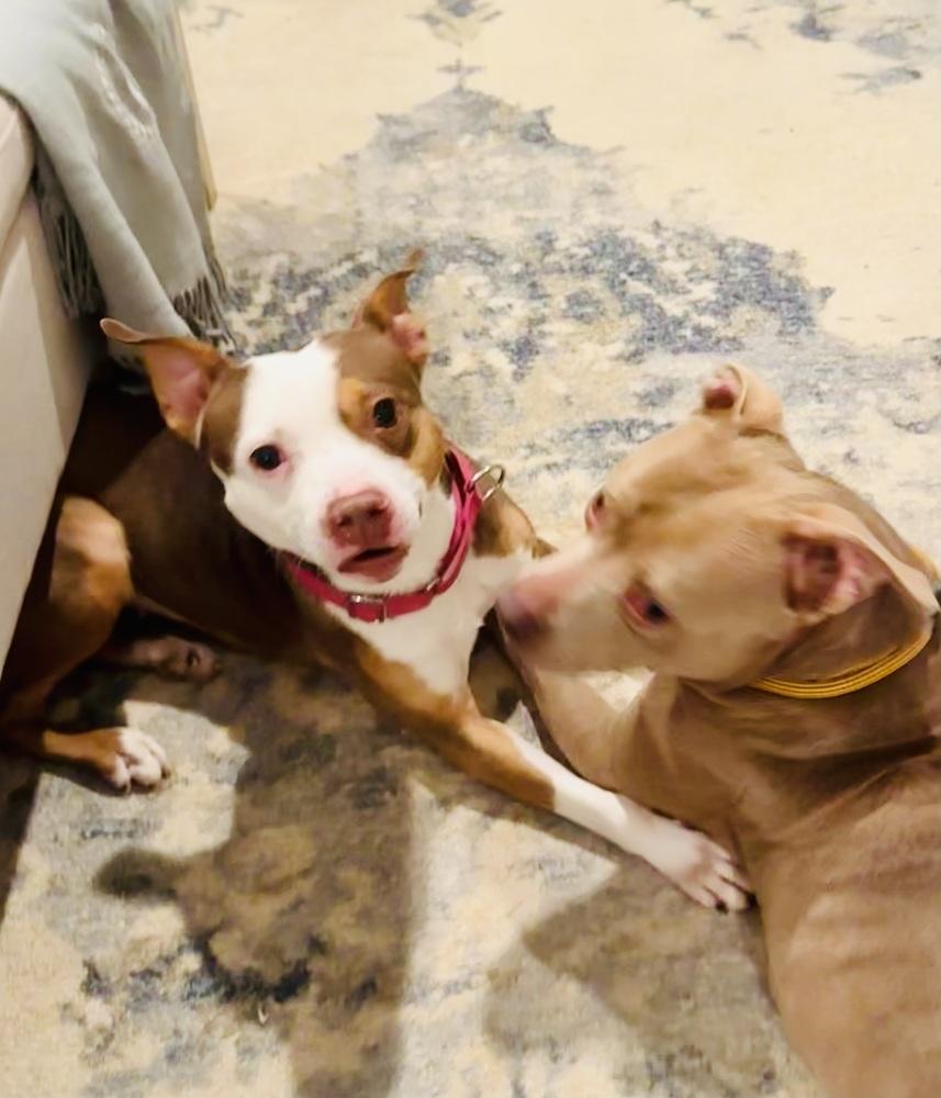 Dallas — thumbnail 5