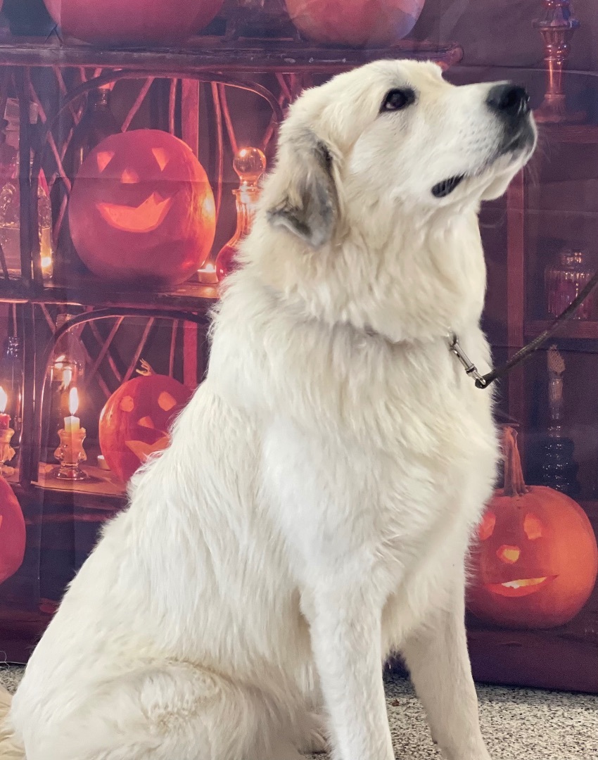 Enlarge Linny, a Adopted Great Pyrenees in Stockbridge, MI image 1/1