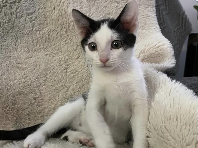 Enlarge RUCKER, a Adoptable Domestic Short Hair in Ames, IA image 1/1